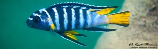 Chindongo sp. &#39;elongatus blue earth&#39;