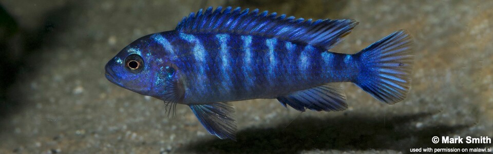 Chindongo sp. 'elongatus blue' (unknown locality)