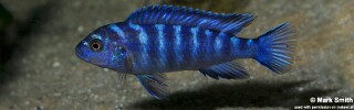 Chindongo sp. &#39;elongatus blue&#39;