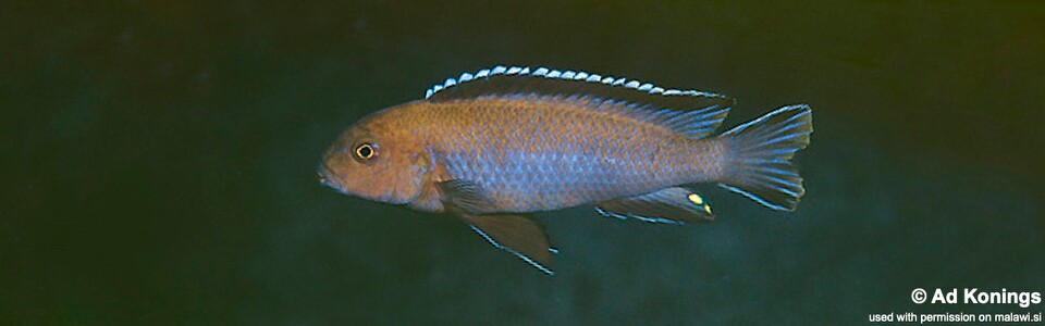 Chindongo sp. 'elongatus brown' Luwala Reef