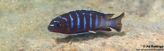 Chindongo sp. &#39;elongatus masimbwe&#39; Cobwe