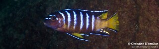Chindongo sp. &#39;elongatus masimbwe&#39; Mbamba Islands