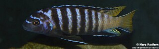 Chindongo sp. &#39;elongatus masimbwe&#39; (unknown locality)