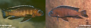 Chindongo sp. &#39;elongatus mbenji brown&#39; Pseudotropheus sp. &#39;elongatus mbenji brown&#39;