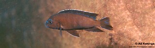 Chindongo sp. &#39;elongatus mbenji brown&#39; Jalo Reef