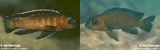 Chindongo sp. &#39;elongatus mbenji brown&#39; Mbenji Island