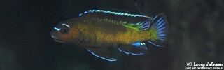 Chindongo sp. &#39;elongatus mbenji brown&#39; Penga Penga Island