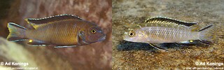 Chindongo sp. &#39;elongatus mozambique brown&#39; Pseudotropheus sp. &#39;elongatus mozambique brown&#39;