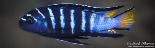 Chindongo sp. &#39;elongatus mphanga&#39; Chirwa Island