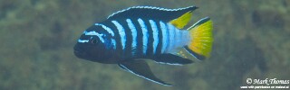 Chindongo sp. &#39;elongatus mphanga&#39; Katale Island