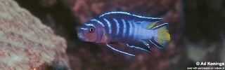 Chindongo sp. &#39;elongatus mphanga&#39; Maison Reef