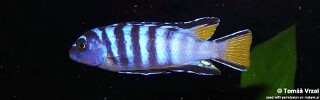 Chindongo sp. &#39;elongatus mphanga&#39; Mphanga Rocks