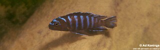 Chindongo sp. &#39;elongatus nkhata blue&#39; Pseudotropheus sp. &#39;elongatus nkhata blue&#39;