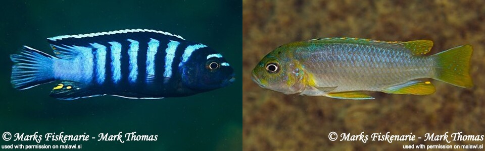 Chindongo sp. 'elongatus ornatus tanzania' Sambia Reef (Luhuchi Rocks)