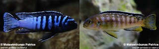 Chindongo sp. &#39;elongatus ornatus&#39; Likoma Island