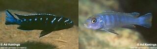Chindongo sp. &#39;elongatus ruarwe&#39; Charo