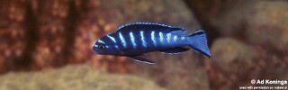 Chindongo sp. &#39;elongatus ruarwe&#39; Ruarwe