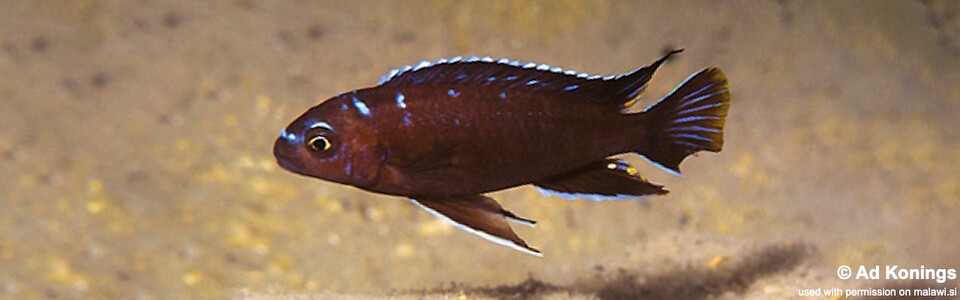 Chindongo sp. 'elongatus spot' Londo Bay