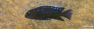 Chindongo sp. &#39;elongatus spot&#39; Chiwindi