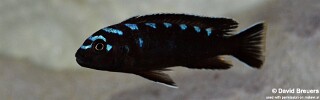 Chindongo sp. &#39;elongatus spot&#39; (unknown locality)