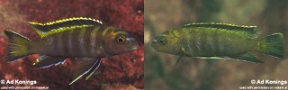 Chindongo sp. &#39;elongatus thumbi&#39; Pseudotropheus sp. &#39;elongatus thumbi&#39;