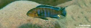 Chindongo sp. &#39;minutus mozambique&#39; Chiloelo