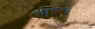 Chindongo sp. &#39;minutus mozambique&#39; Chinuni