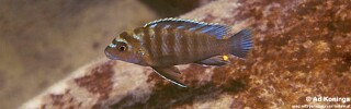 Chindongo sp. &#39;minutus mozambique&#39; Lumbaulo