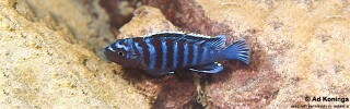 Chindongo sp. &#39;minutus mozambique&#39; Thundu