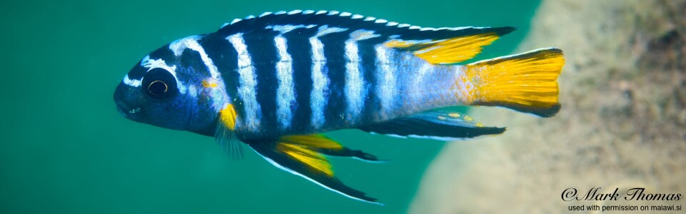 Chindongo sp. 'elongatus blue earth' Blue Earth Reef 
