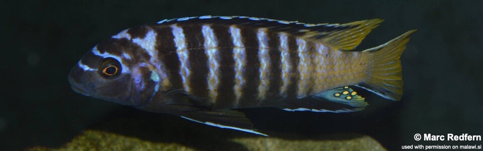 Chindongo sp. 'elongatus masimbwe' (unknown locality)