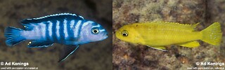 Chindongo sp. 'elongatus ornatus tanzania' Chuwa.jpg
