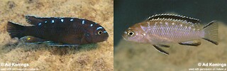 Chindongo sp. 'elongatus spot' Hai (Chimate) Reef.jpg