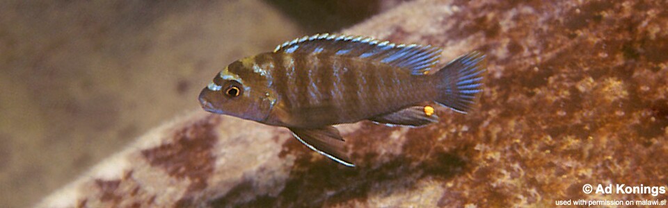 Chindongo sp. 'minutus mozambique' Lumbaulo