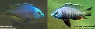 Copadichromis atripinnis Copadichromis sp. &#39;eastern three spot&#39;