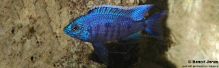 Copadichromis azureus &#39;Nkhomo Reef&#39;