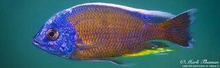 Copadichromis borleyi &#39;Chewere&#39;