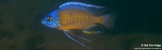 Copadichromis borleyi &#39;Chidunga Rocks&#39;