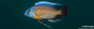 Copadichromis borleyi &#39;Chimwalani Reef (Eccles Reef)&#39;