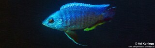 Copadichromis borleyi &#39;Chinyankwazi Island&#39;