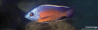 Copadichromis borleyi &#39;Crocodile Rocks&#39;