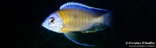 Copadichromis borleyi &#39;Fuawe Island&#39;