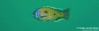 Copadichromis borleyi &#39;Gome&#39;