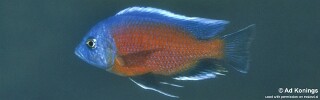 Copadichromis borleyi &#39;Kadango&#39;