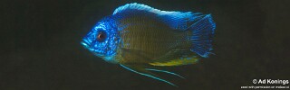 Copadichromis borleyi &#39;Londo Bay&#39;