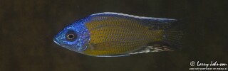 Copadichromis borleyi &#39;Luwala Reef&#39;