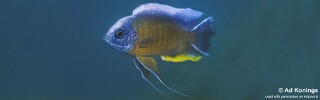 Copadichromis borleyi &#39;Maison Reef&#39;