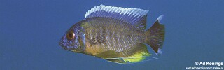 Copadichromis borleyi &#39;Makonde&#39;