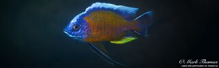 Copadichromis borleyi &#39;Matambukira Rocks&#39;
