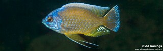 Copadichromis borleyi &#39;Mdoka&#39;